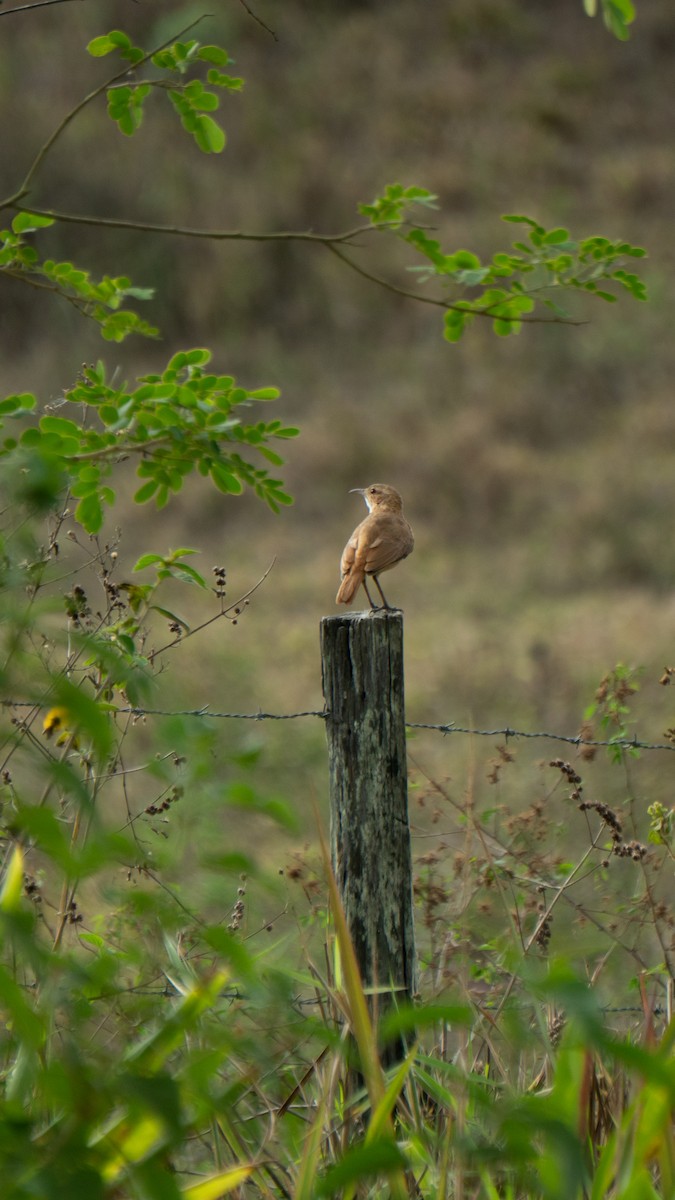Rufous Hornero - ML641940456
