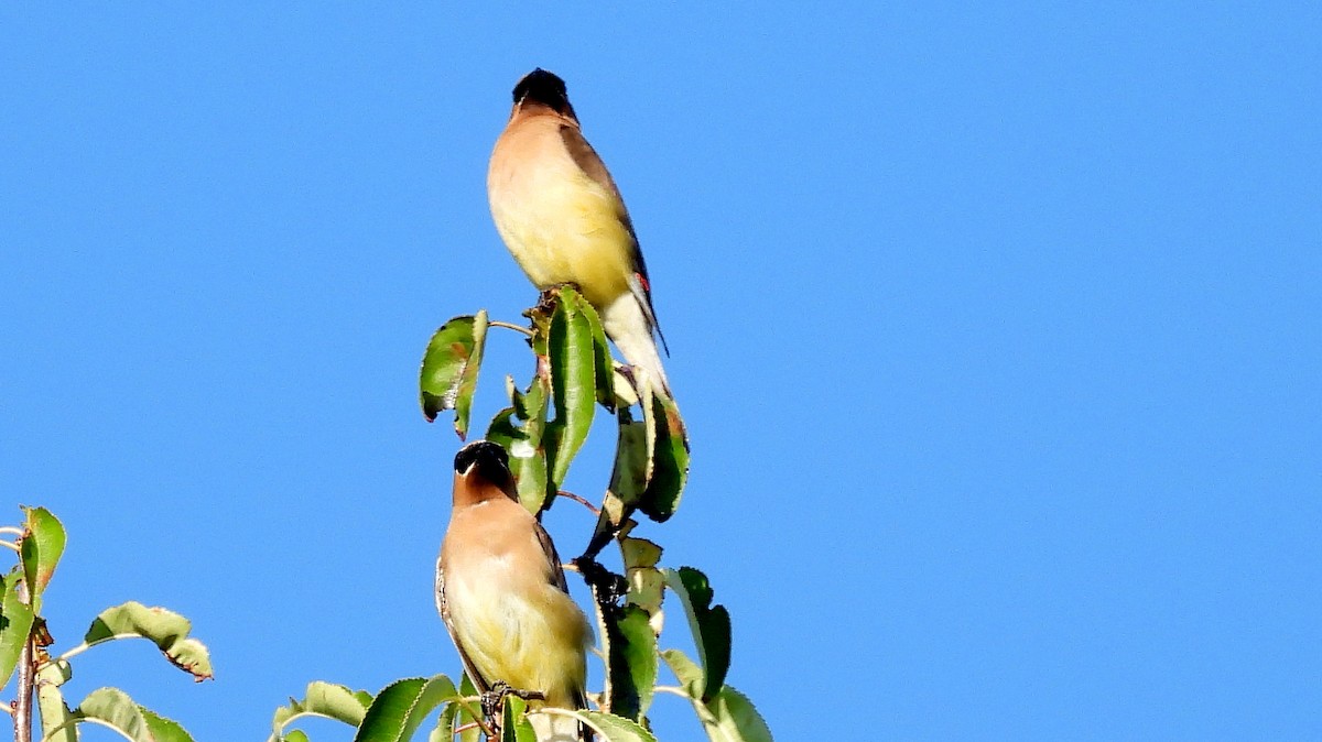 Cedar Waxwing - ML641940458