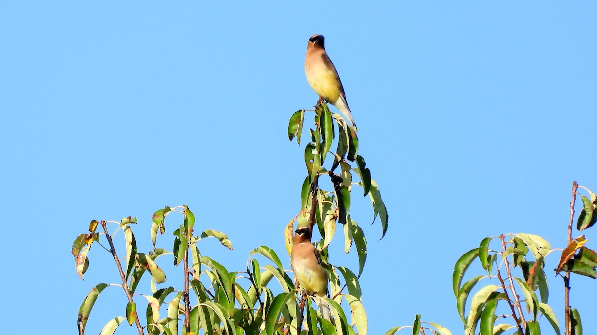 Cedar Waxwing - ML641940460