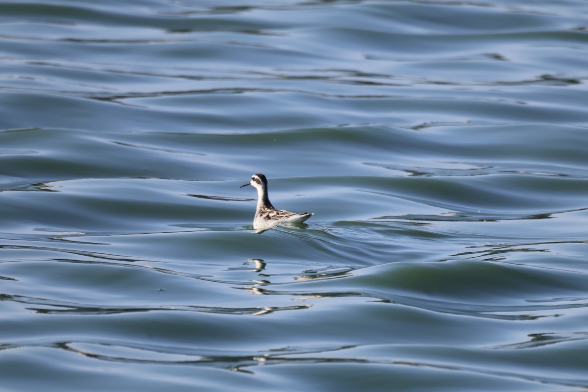 Wilson's Phalarope - ML641940475