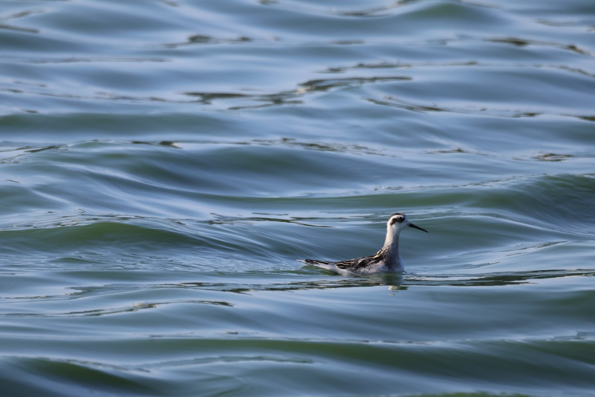 Wilson's Phalarope - ML641940476