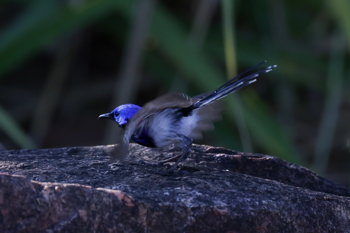 Purple-backed Fairywren (Lavender-flanked) - ML641940490