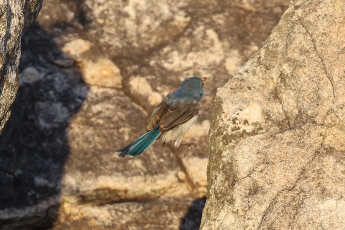 Purple-backed Fairywren (Lavender-flanked) - ML641940491