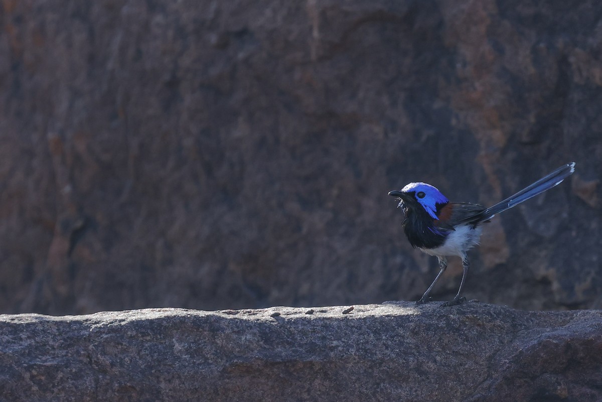Purple-backed Fairywren (Lavender-flanked) - ML641940492