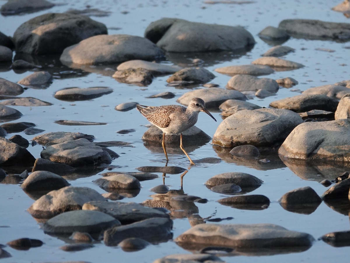 Lesser Yellowlegs - ML641940497