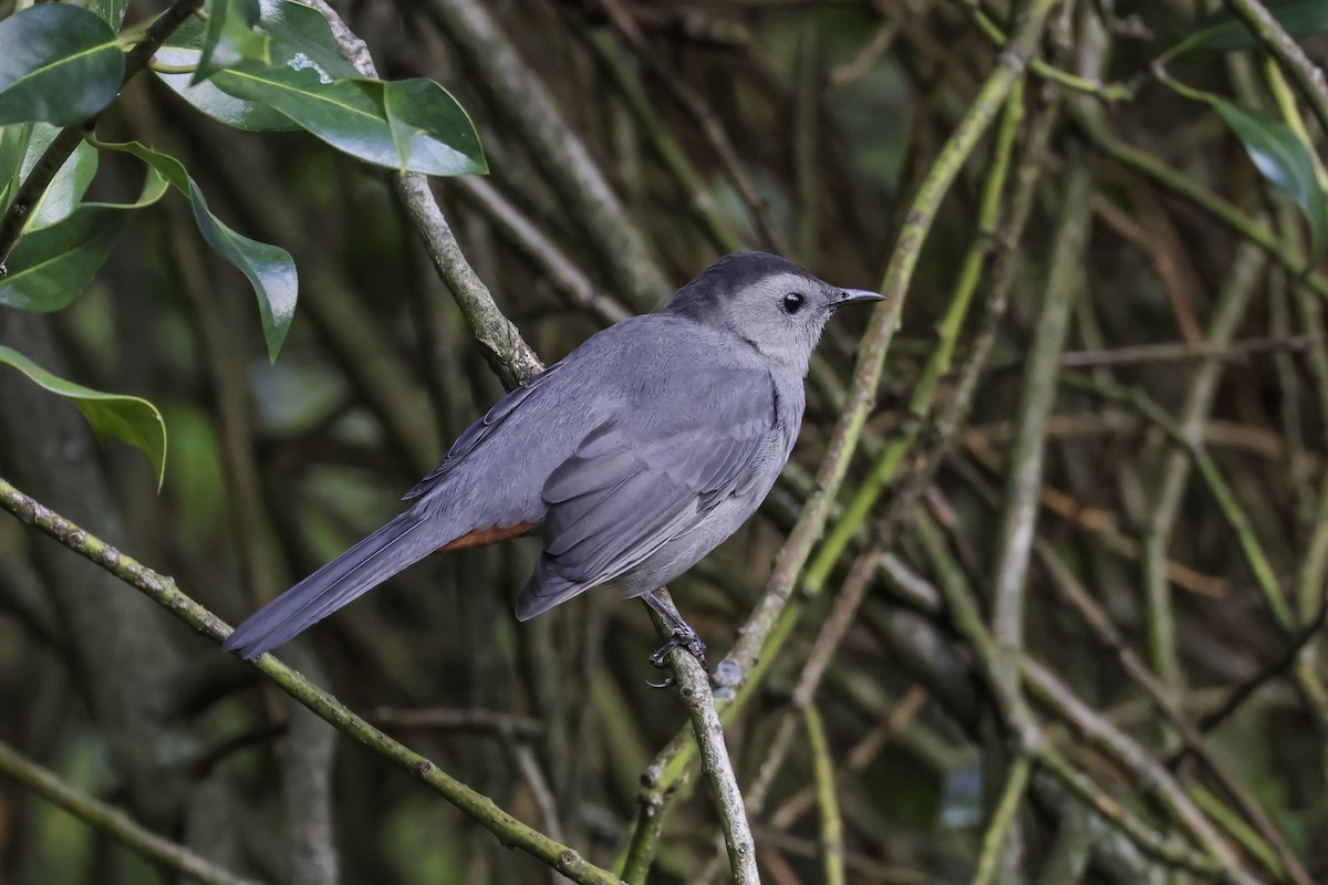 Gray Catbird - ML641940506