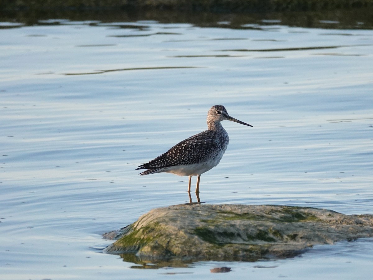 Greater Yellowlegs - ML641940513
