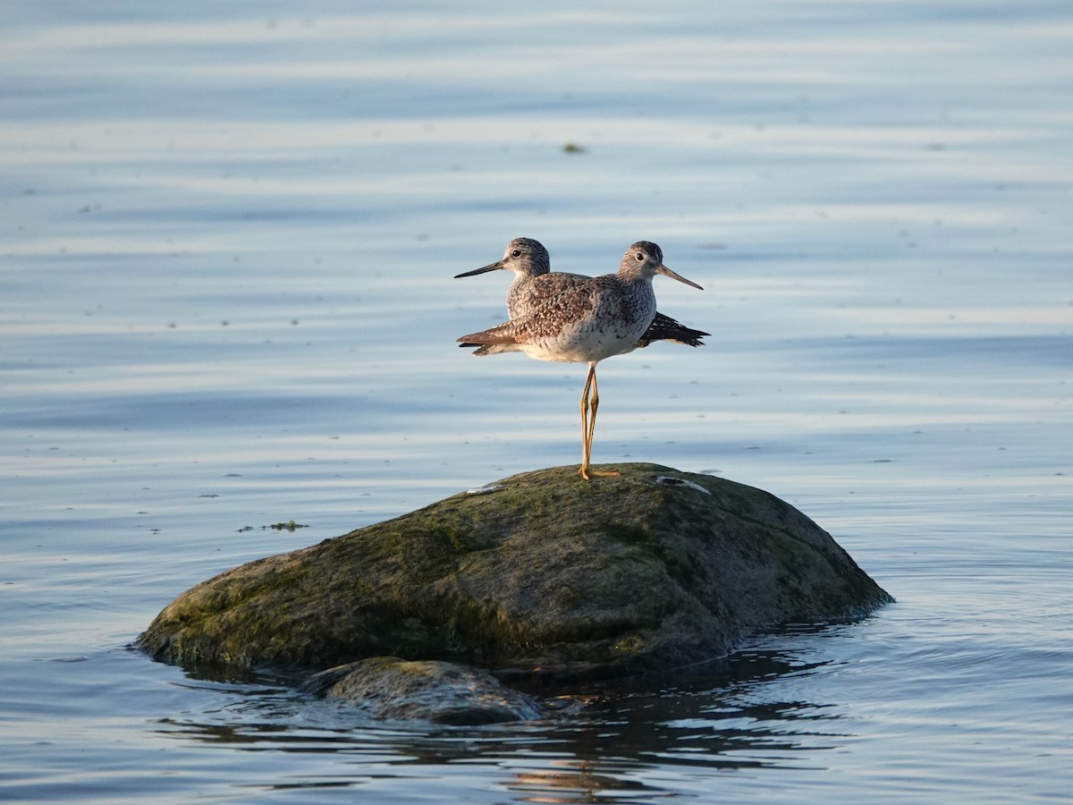 Greater Yellowlegs - ML641940515
