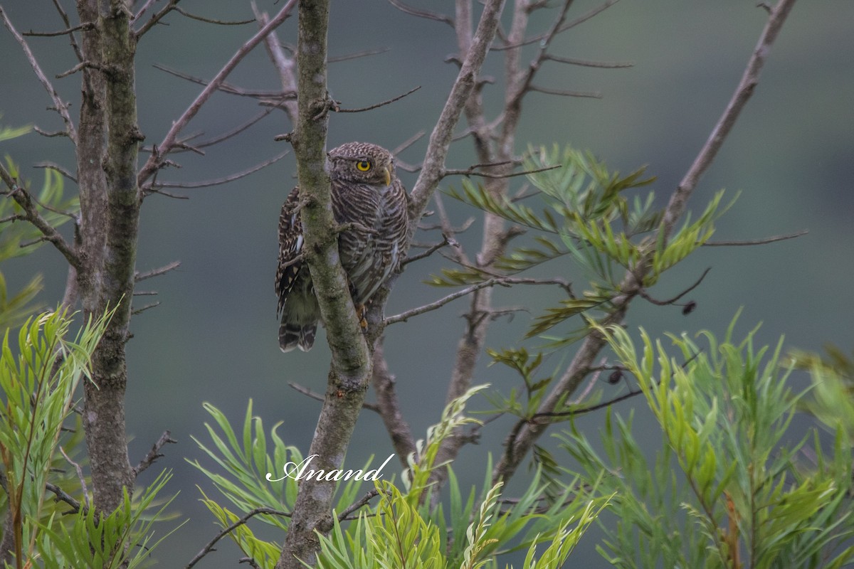 Asian Barred Owlet - ML641940516