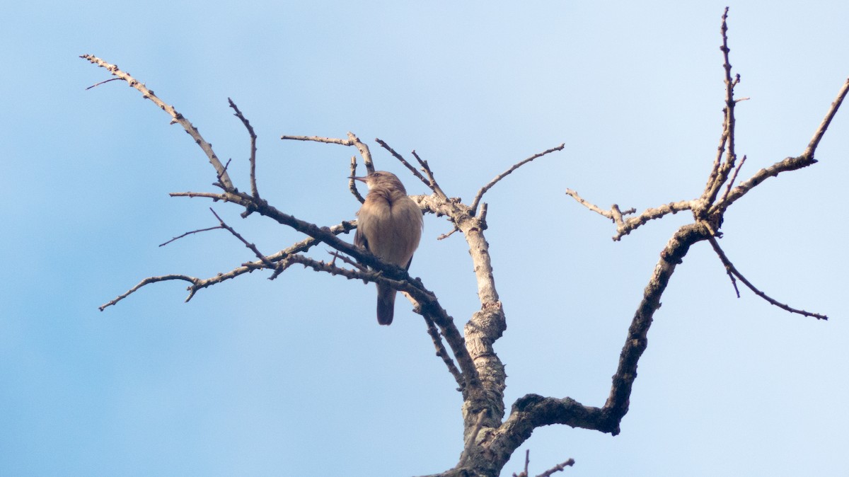 Rufous Hornero - ML641940531