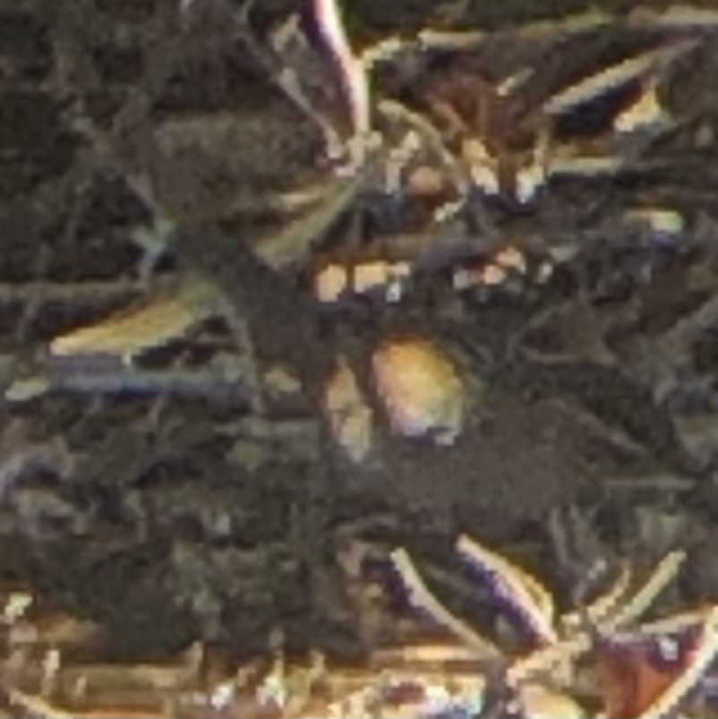 Marsh Wren - ML641940533