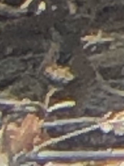 Marsh Wren - ML641940534