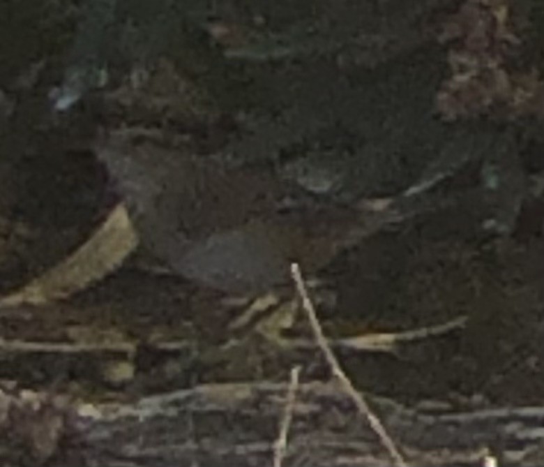 Marsh Wren - ML641940536