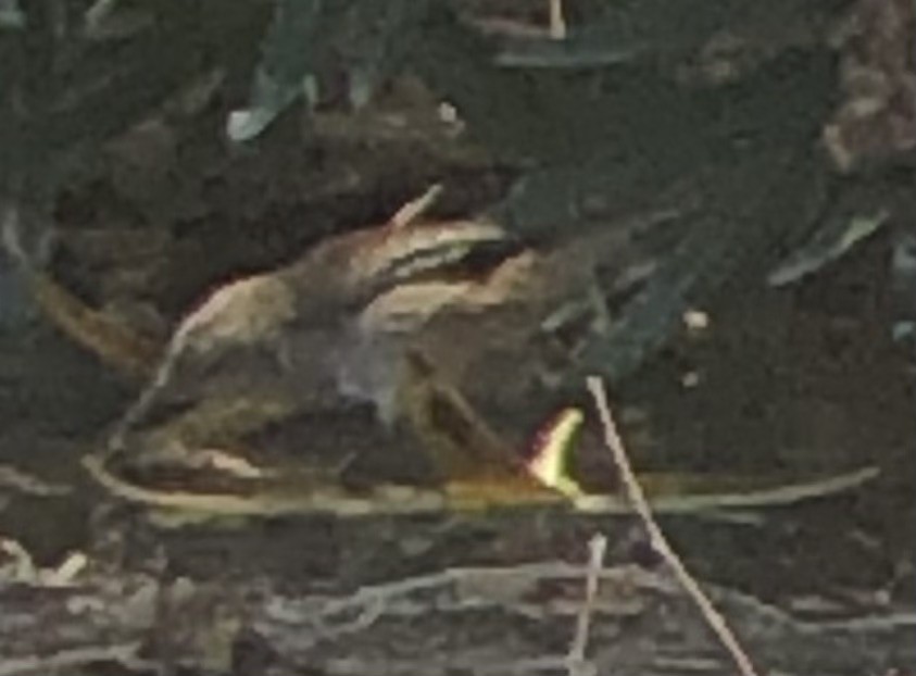 Marsh Wren - ML641940538