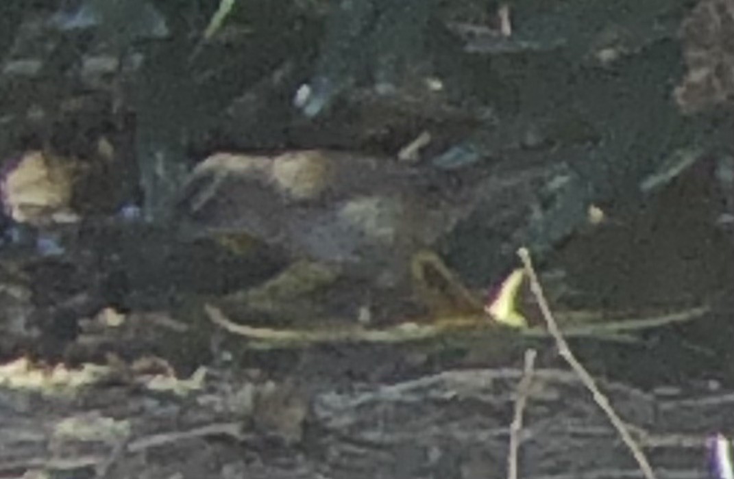 Marsh Wren - ML641940539