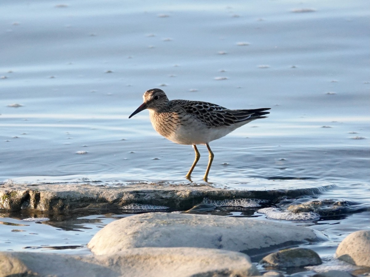 Pectoral Sandpiper - ML641940545