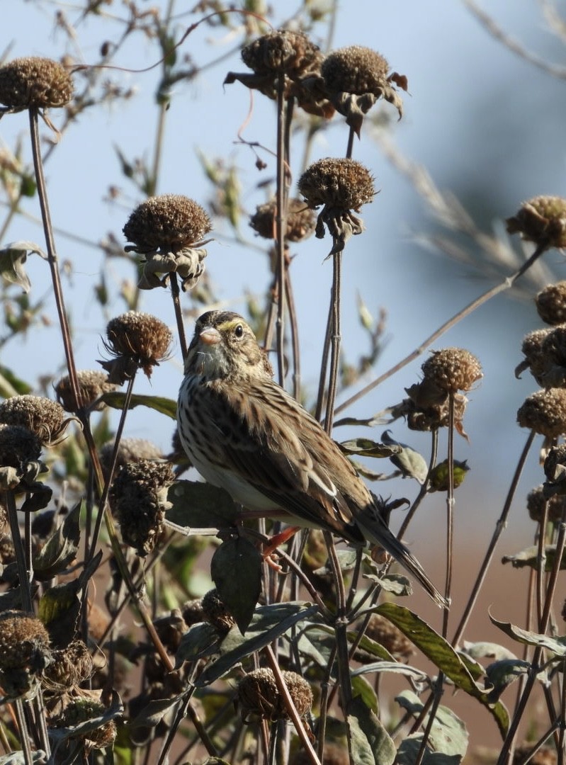 Savannah Sparrow - ML641940553