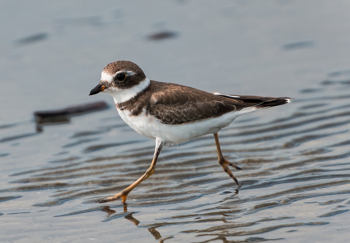 Semipalmated Plover - ML641940580