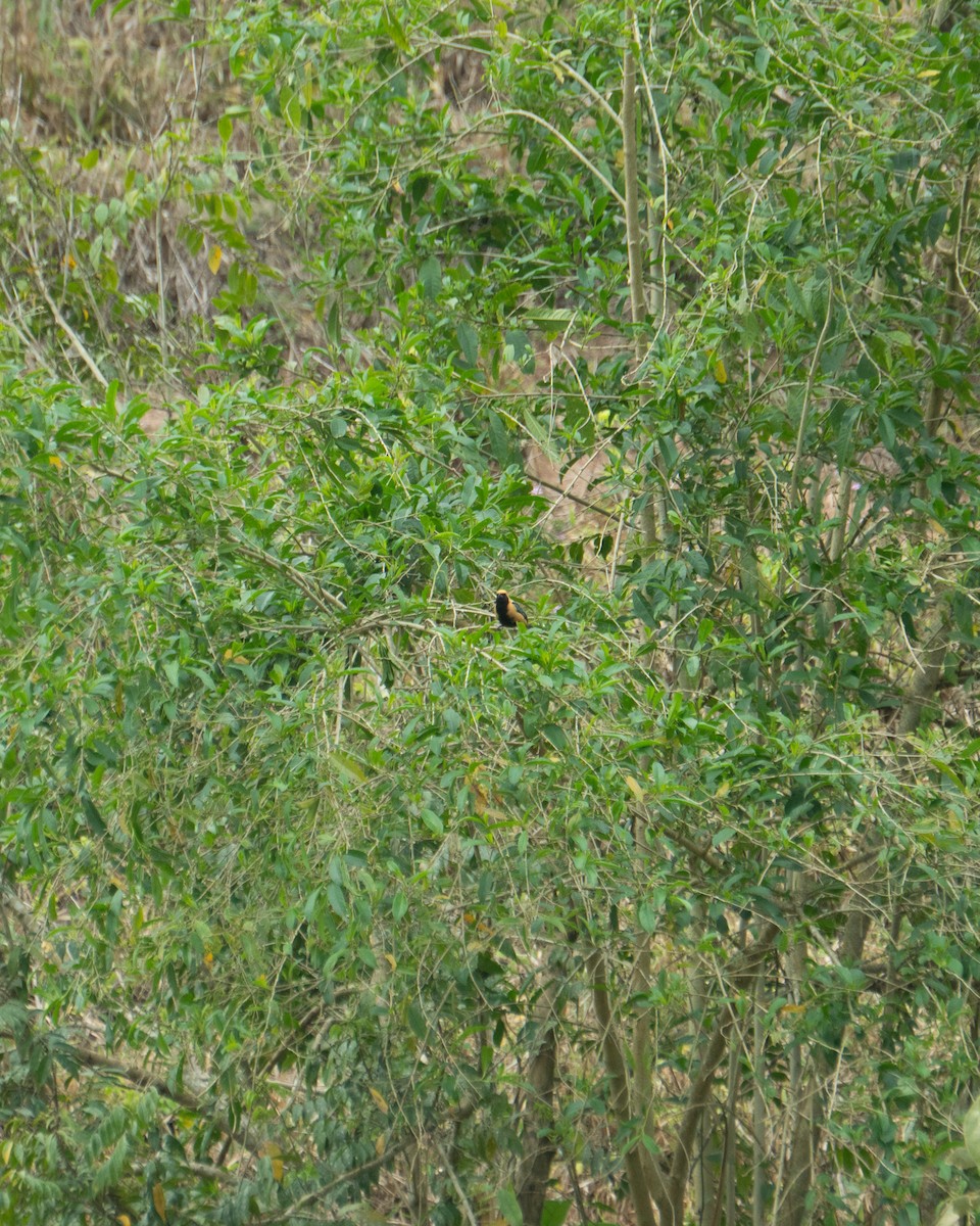 Burnished-buff Tanager - ML641940581
