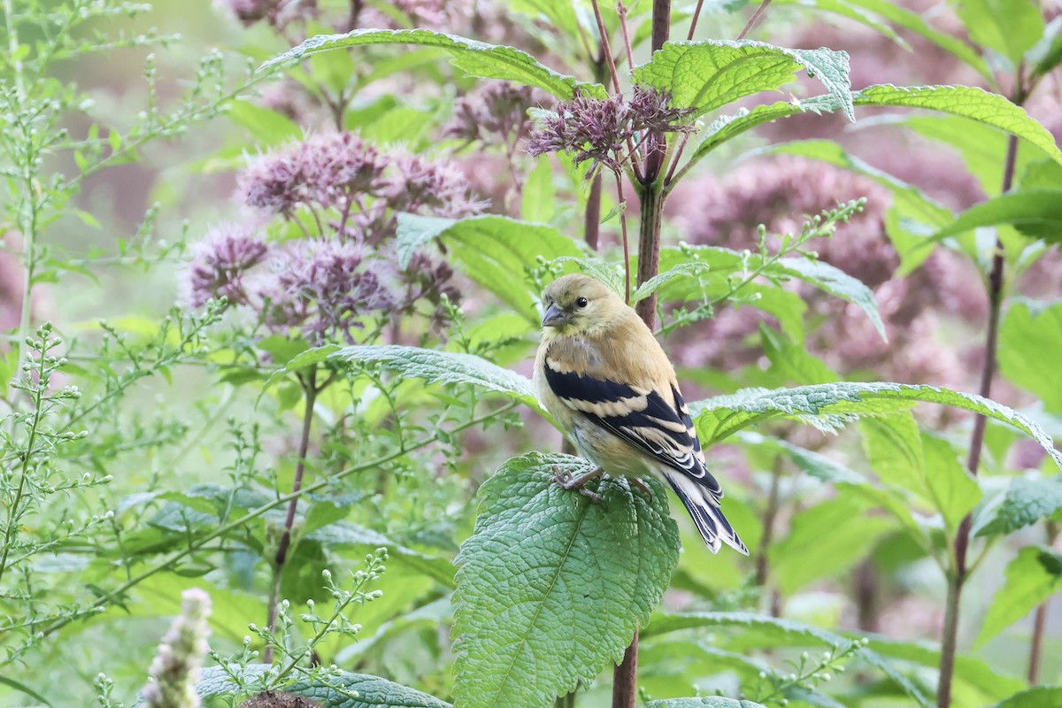 American Goldfinch - ML641940591
