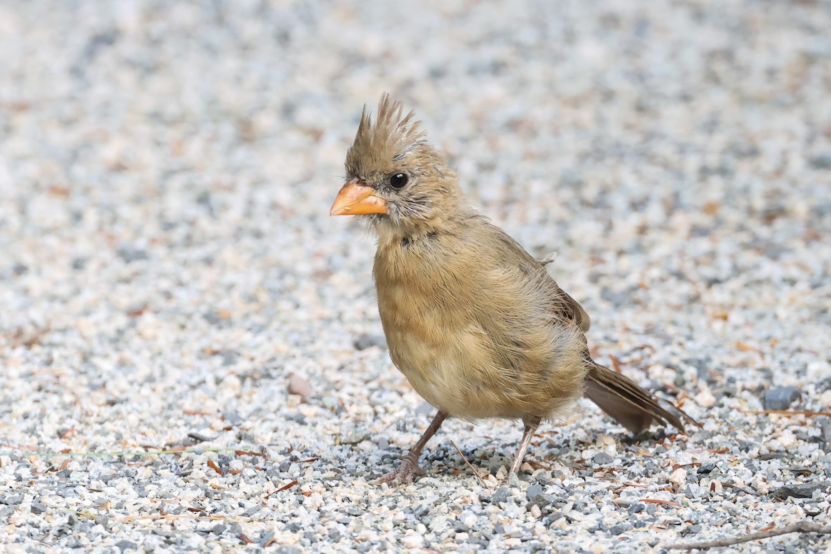 Northern Cardinal - ML641940599