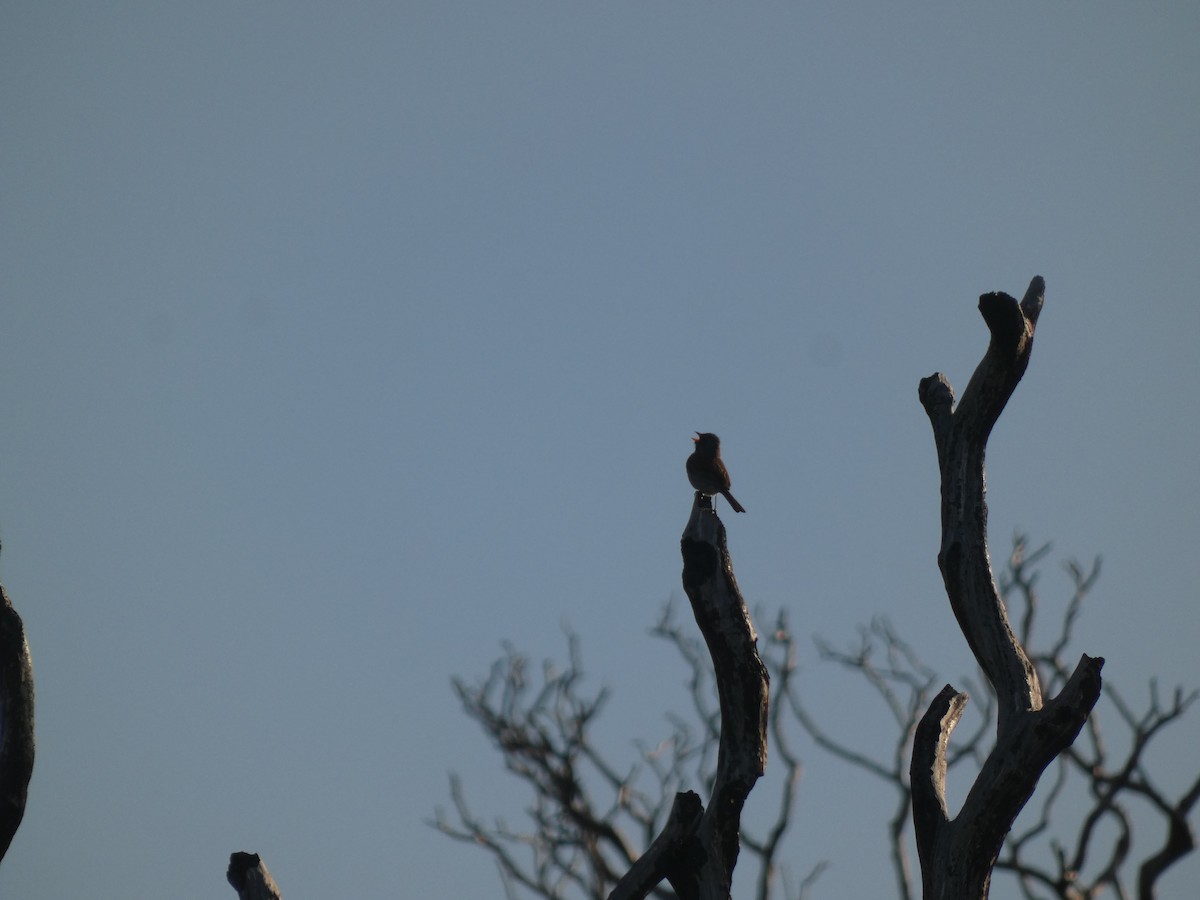 Black-chinned Sparrow - ML641940600