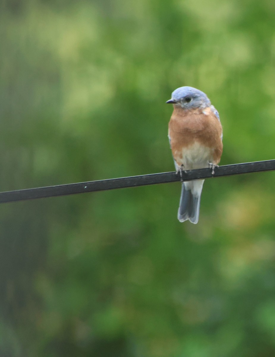 Eastern Bluebird - ML641940604