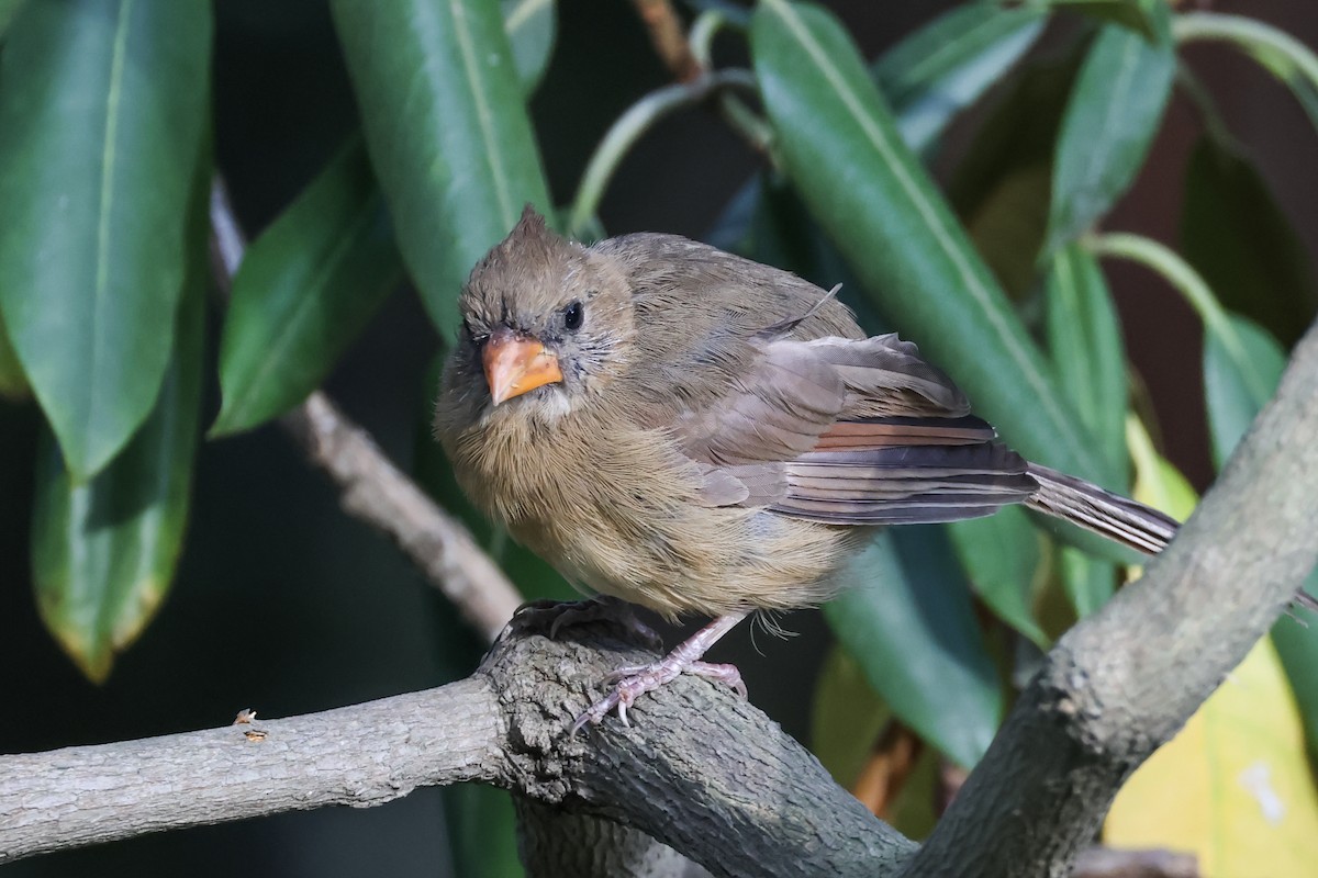 Northern Cardinal - ML641940607
