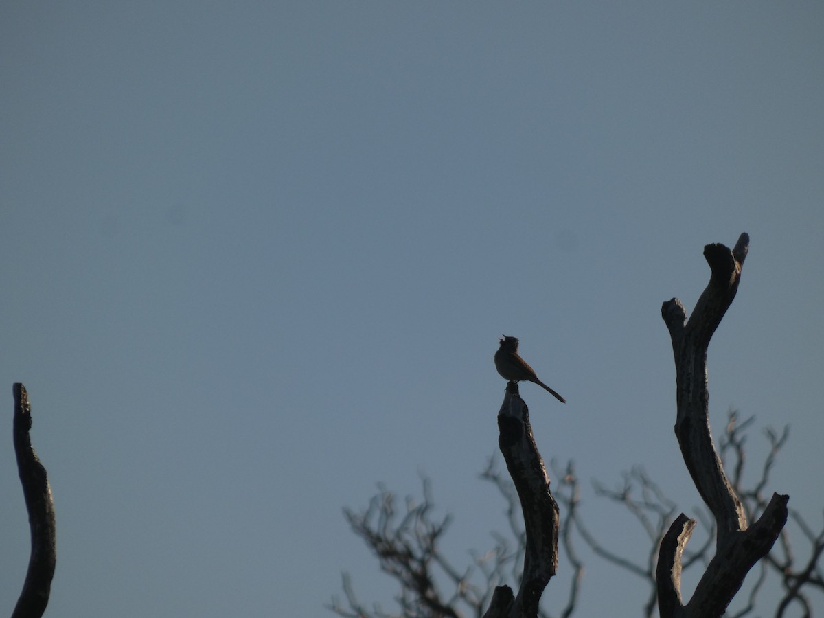 Black-chinned Sparrow - ML641940610