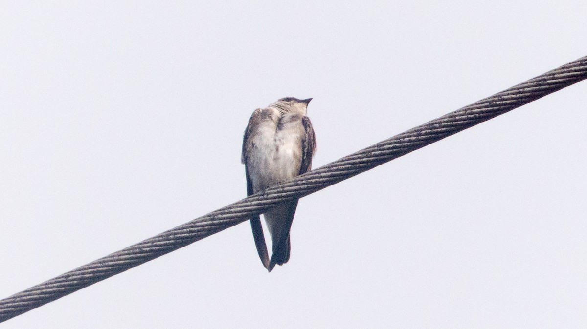 Brown-chested Martin - ML641940619