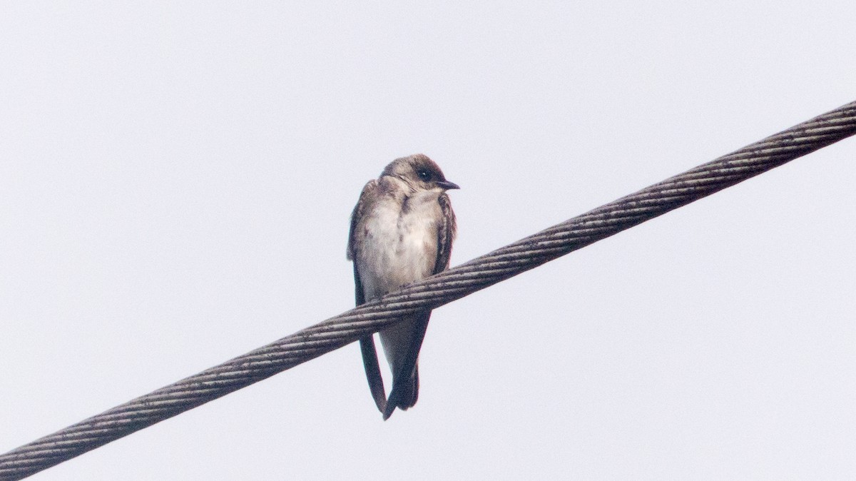 Brown-chested Martin - ML641940621