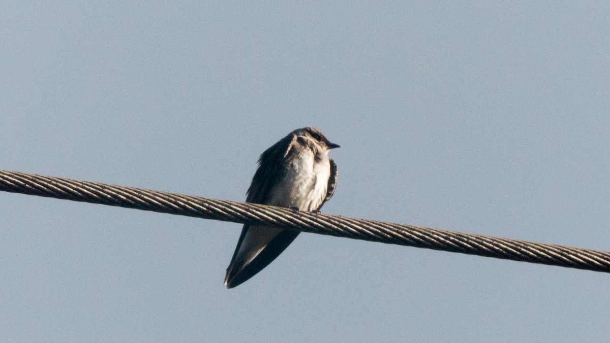 Brown-chested Martin - ML641940623