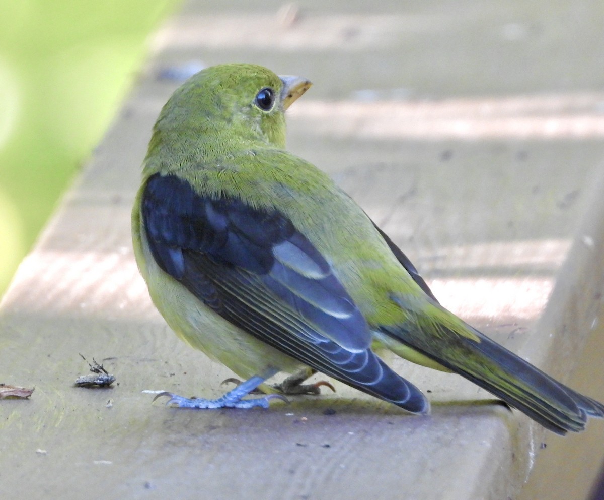 Scarlet Tanager - ML641940624