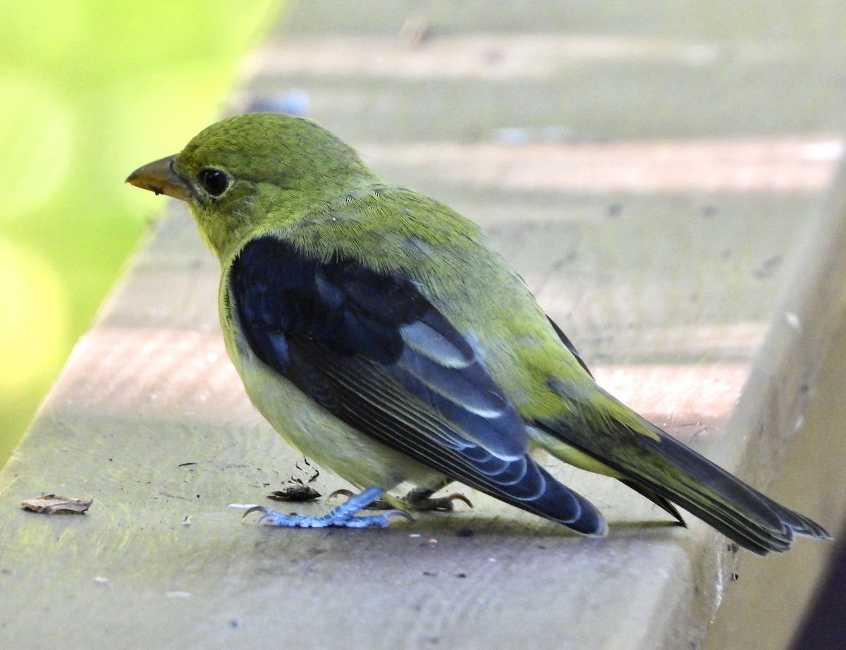 Scarlet Tanager - ML641940625