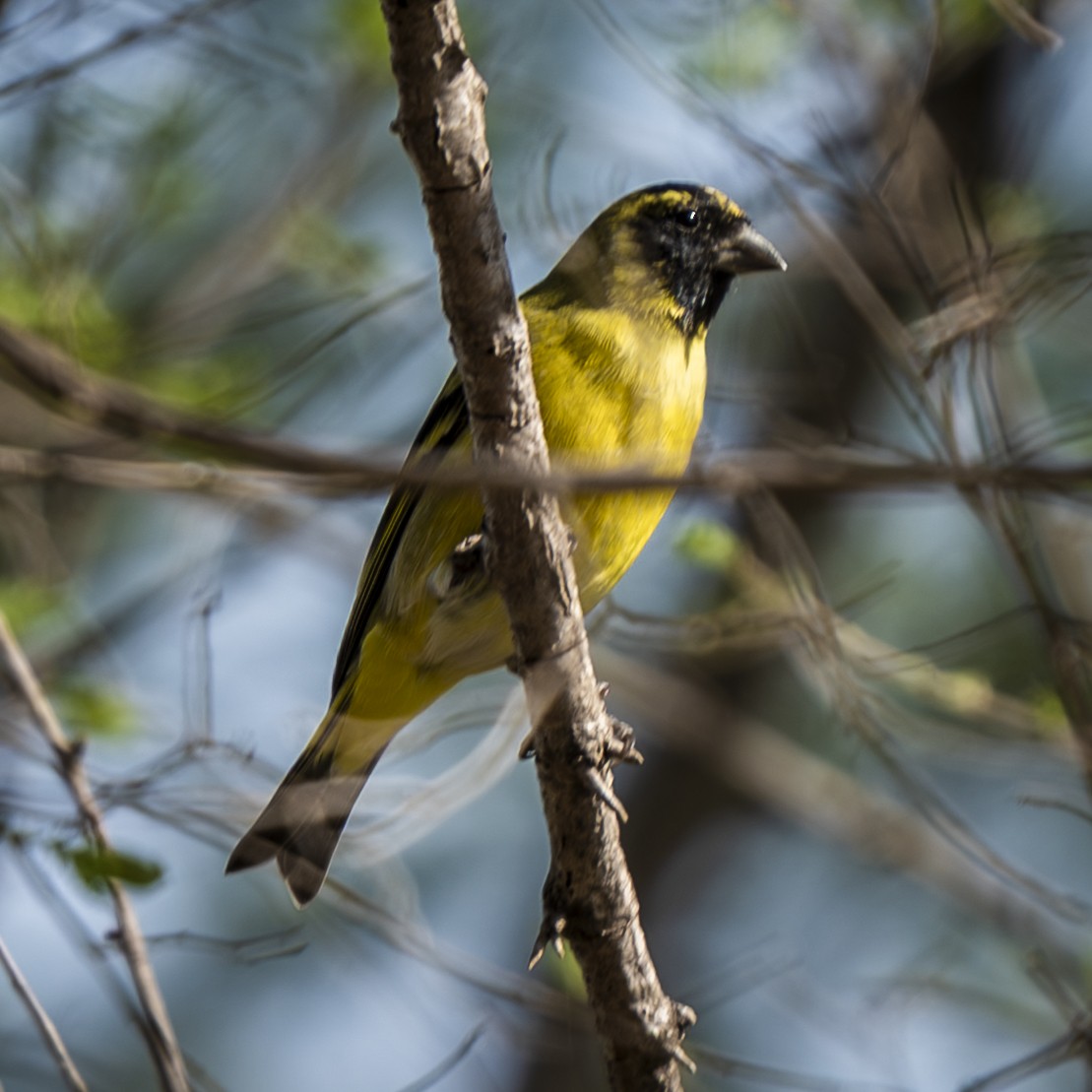 Hooded Siskin - ML641940626