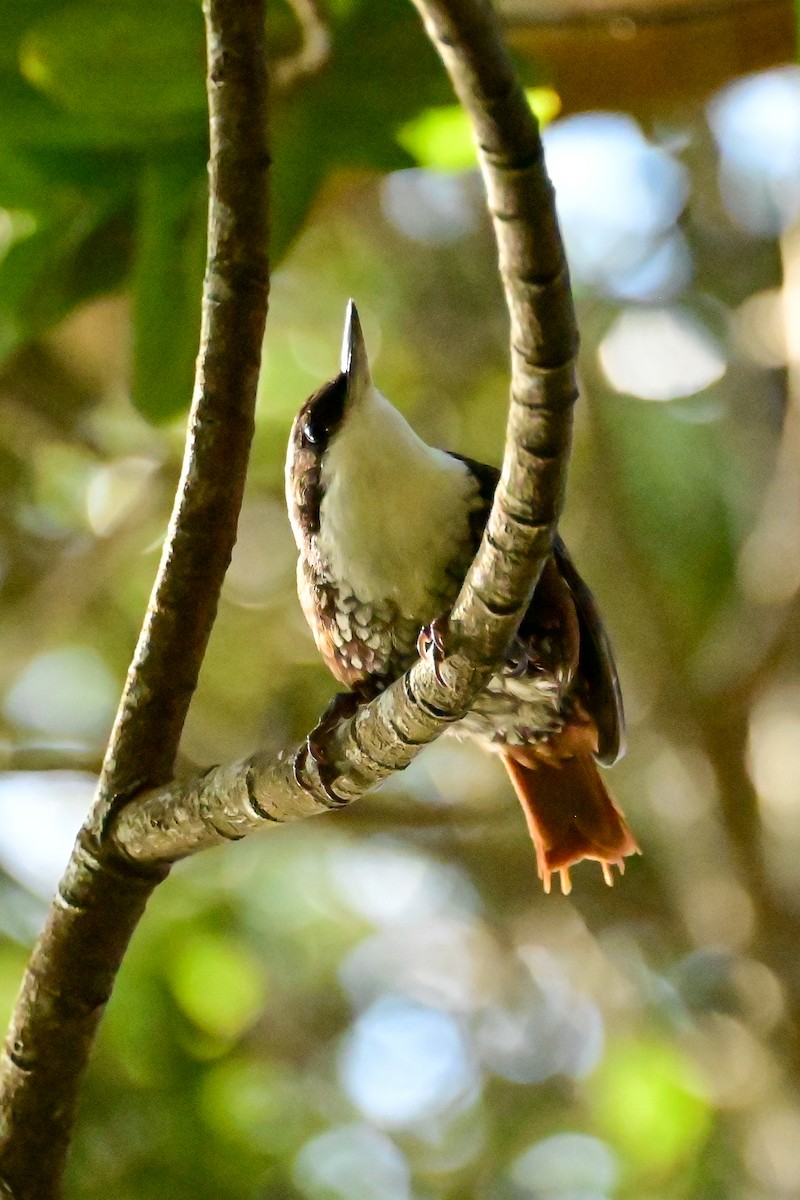 White-throated Treerunner - ML641940641