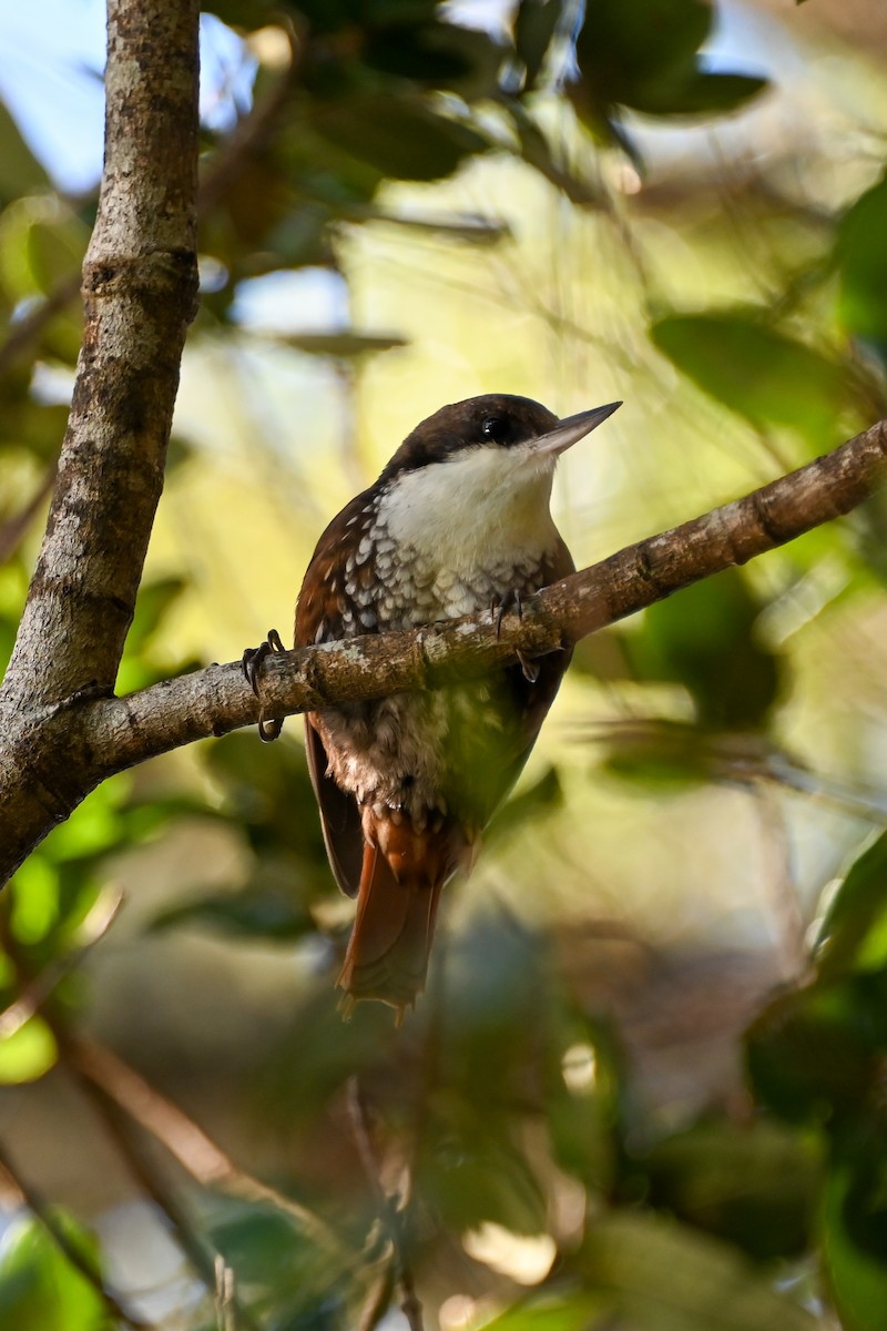 White-throated Treerunner - ML641940642