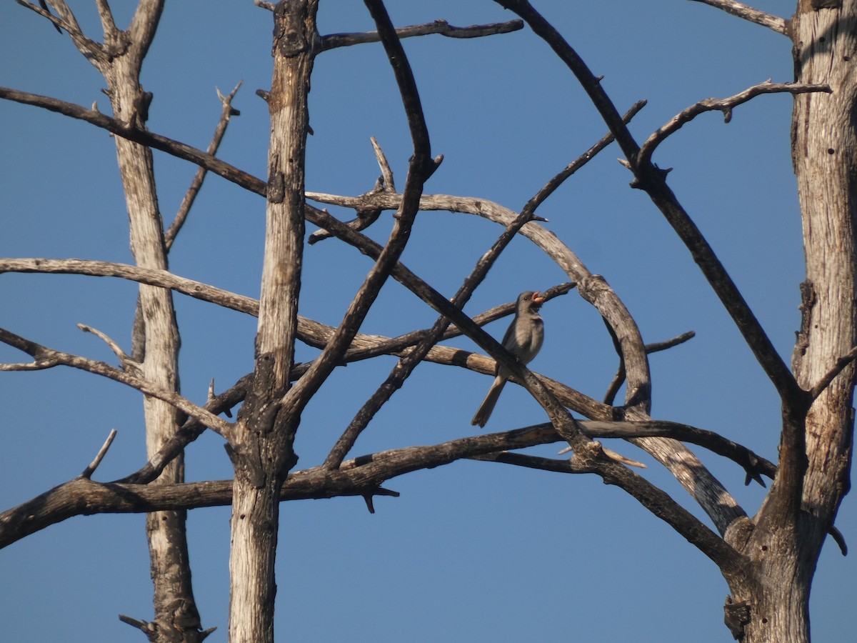 Black-chinned Sparrow - ML641940648