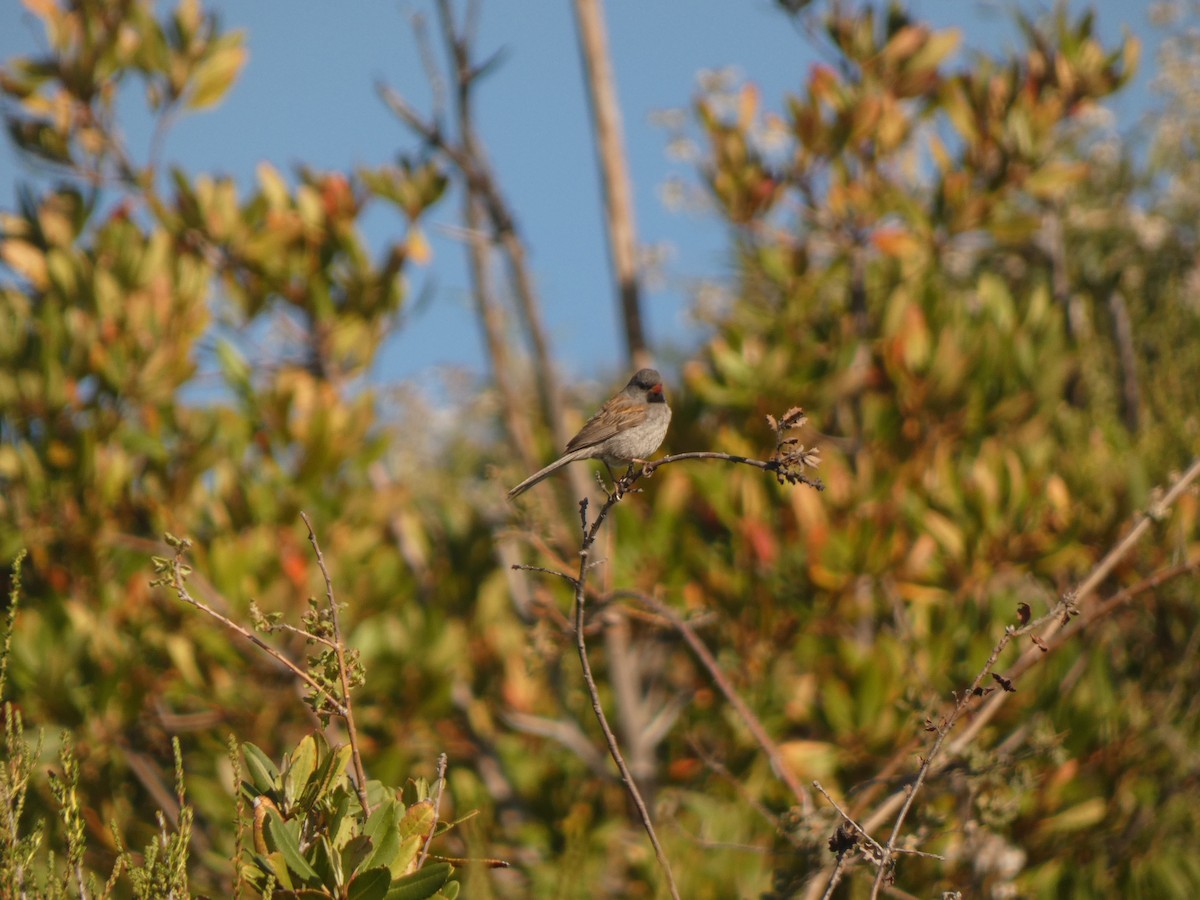 Black-chinned Sparrow - ML641940655