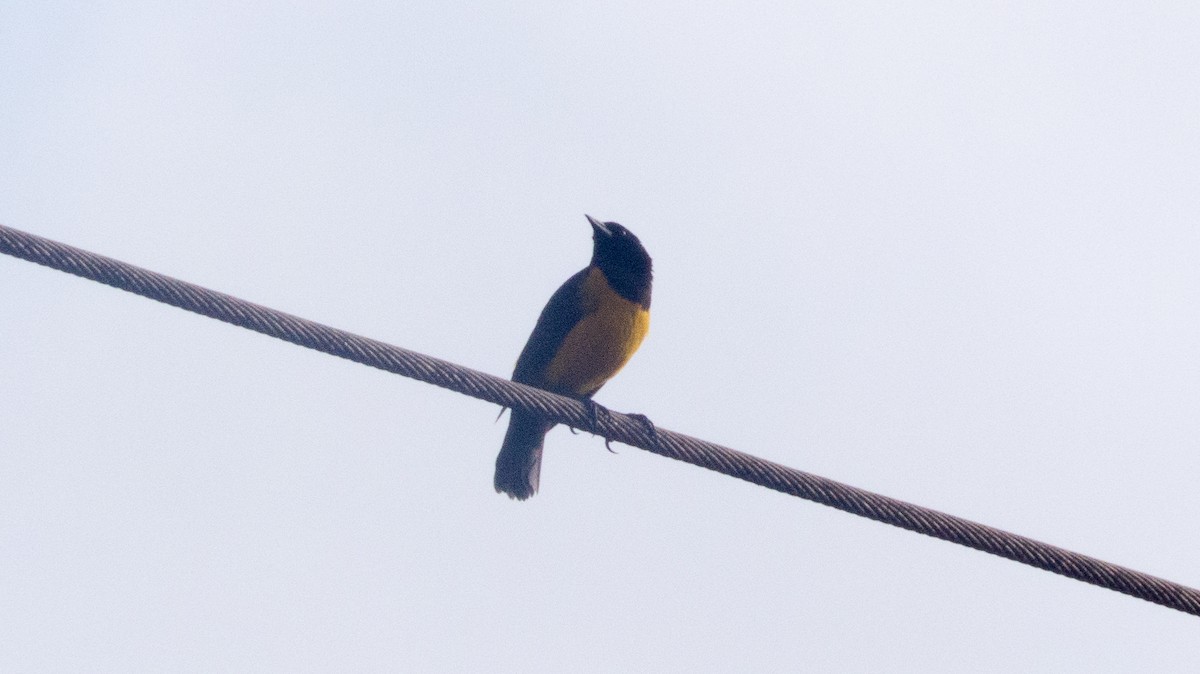 Yellow-rumped Marshbird - ML641940669