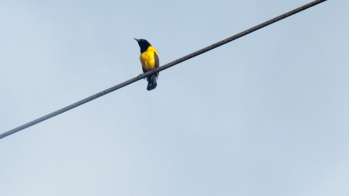 Yellow-rumped Marshbird - ML641940670