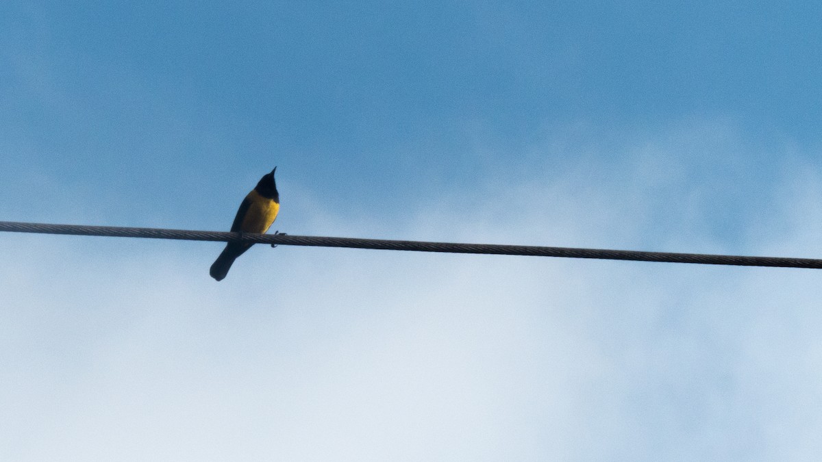 Yellow-rumped Marshbird - ML641940671