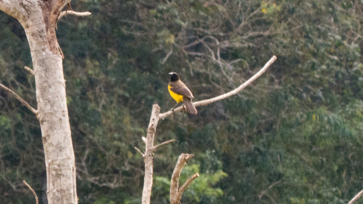 Yellow-rumped Marshbird - ML641940672