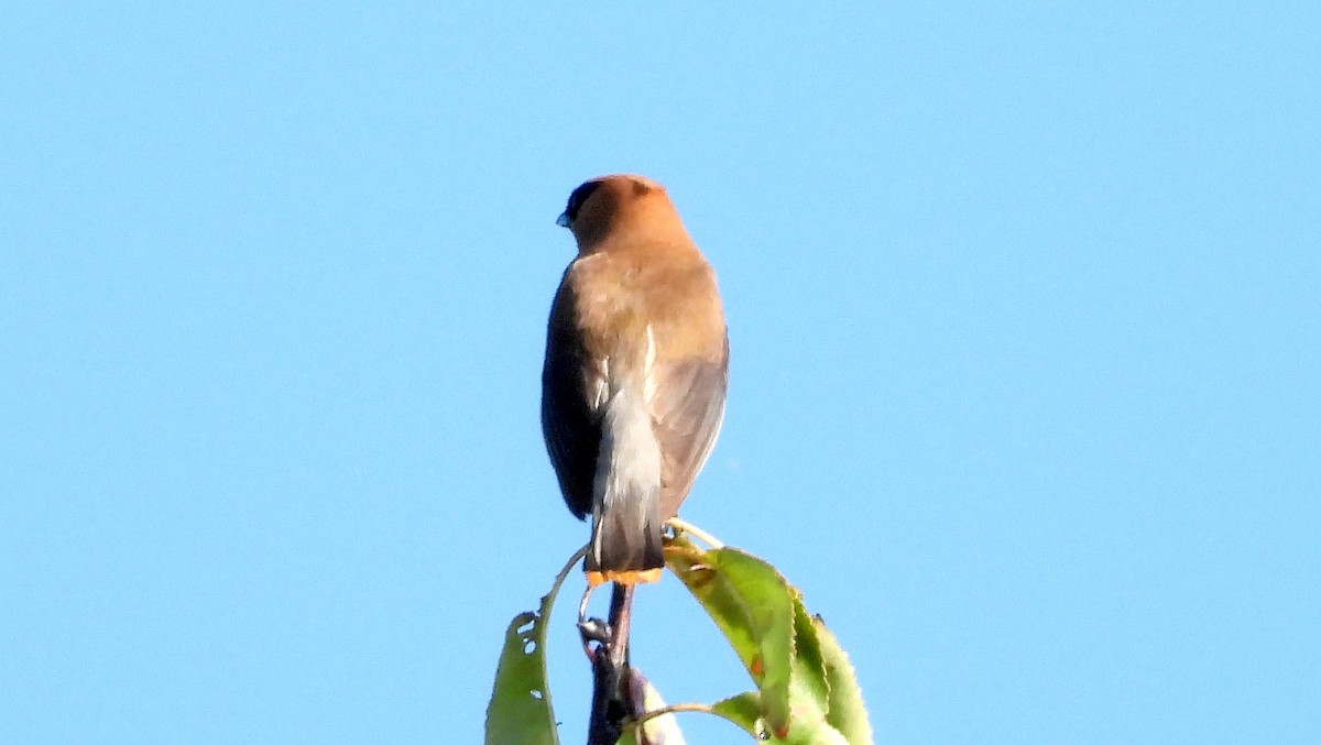 Cedar Waxwing - ML641940673