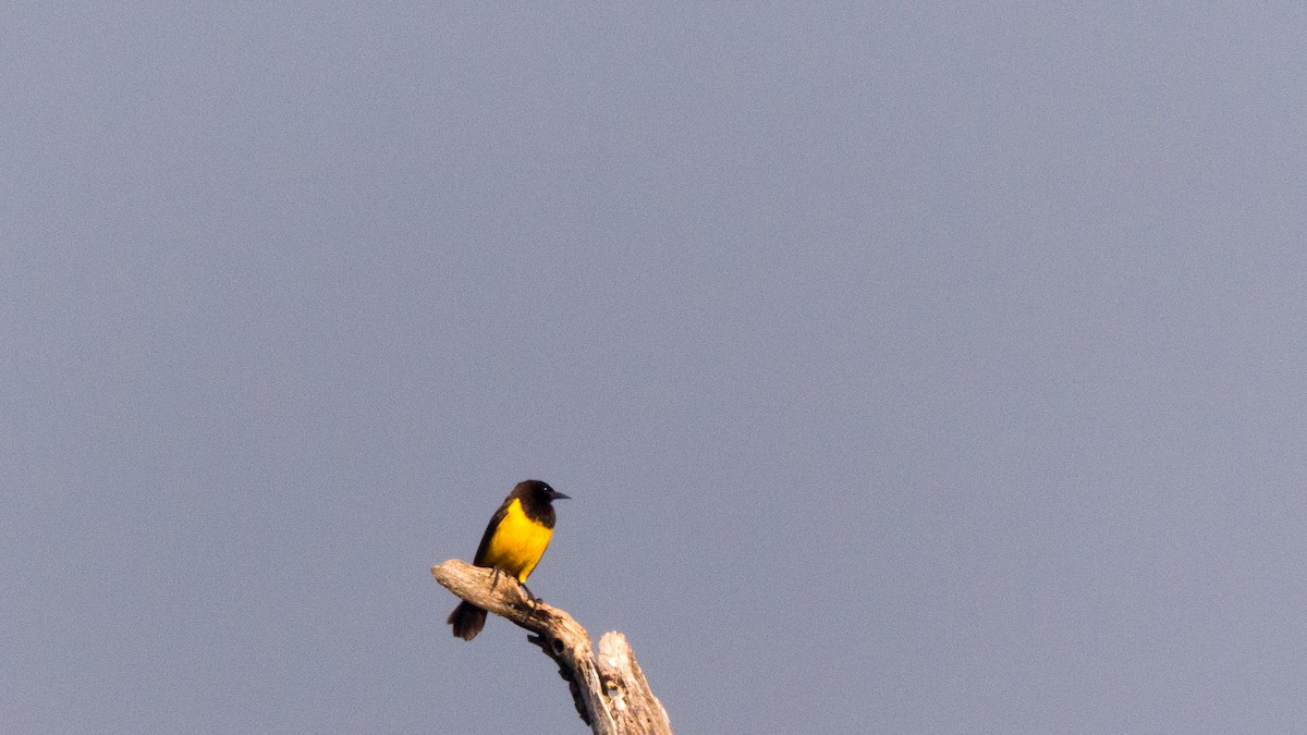 Yellow-rumped Marshbird - ML641940674