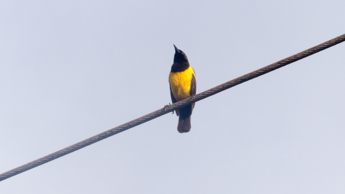 Yellow-rumped Marshbird - ML641940675