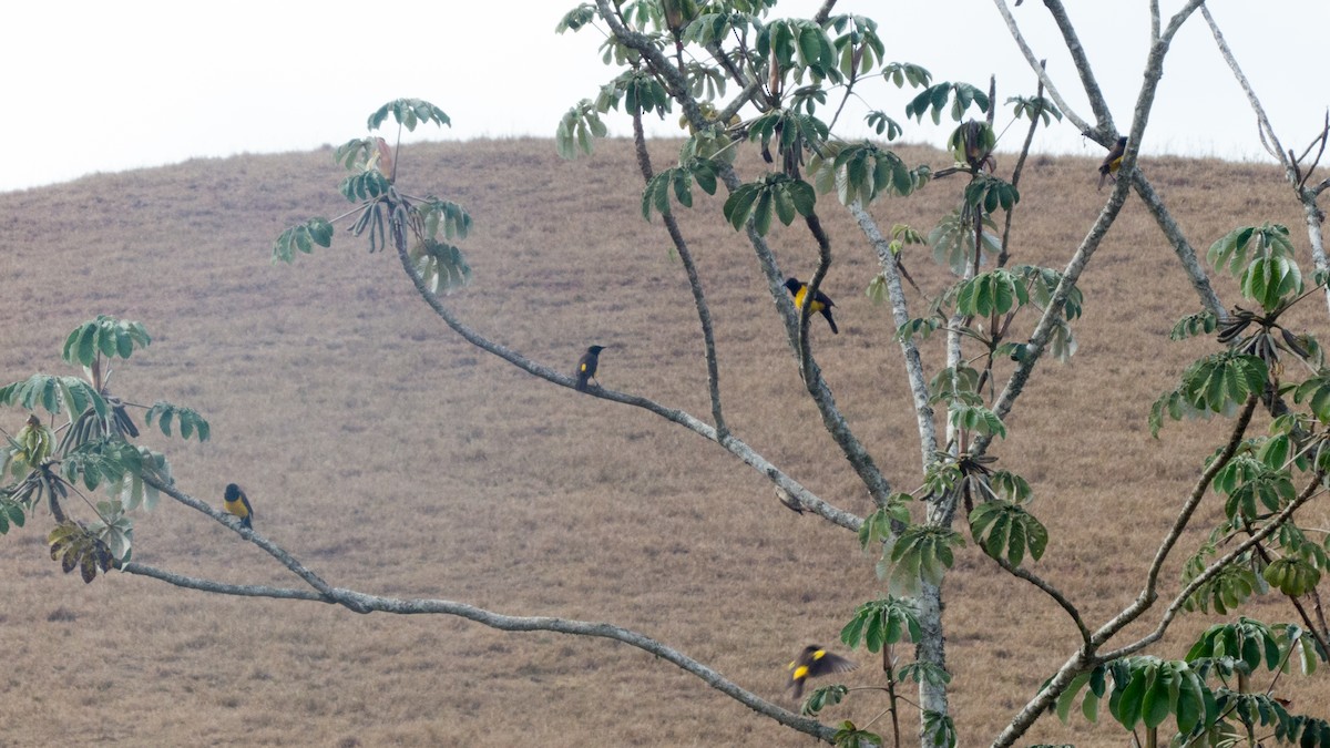 Yellow-rumped Marshbird - ML641940676