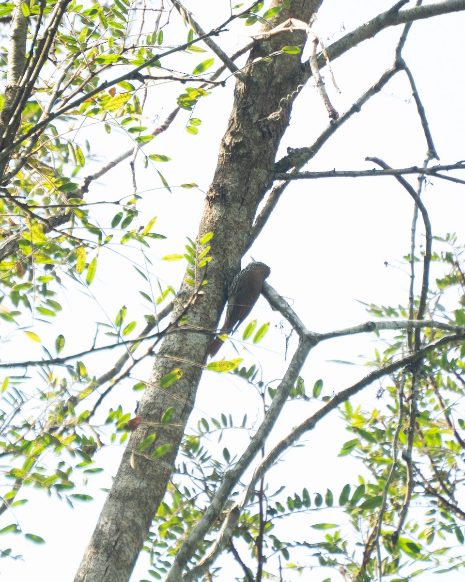 Scaled Woodcreeper - ML641940685