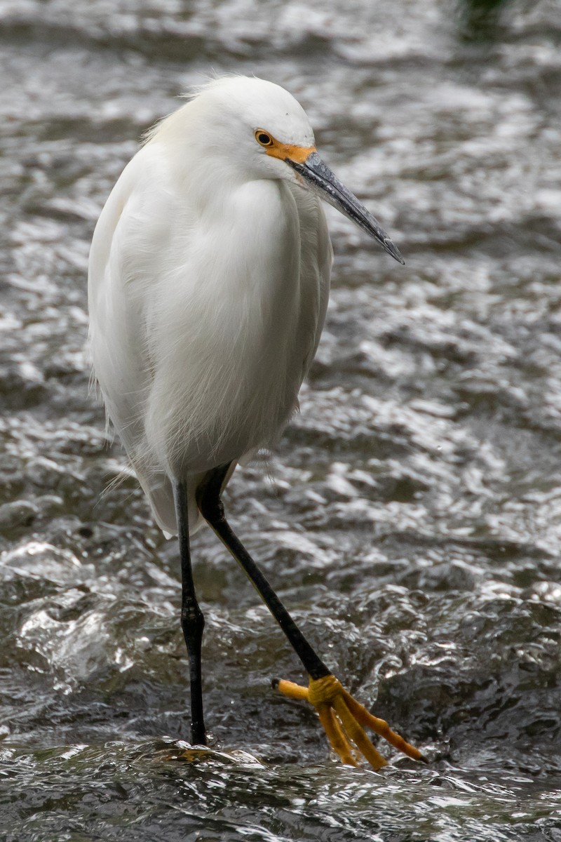 Snowy Egret - ML641940697
