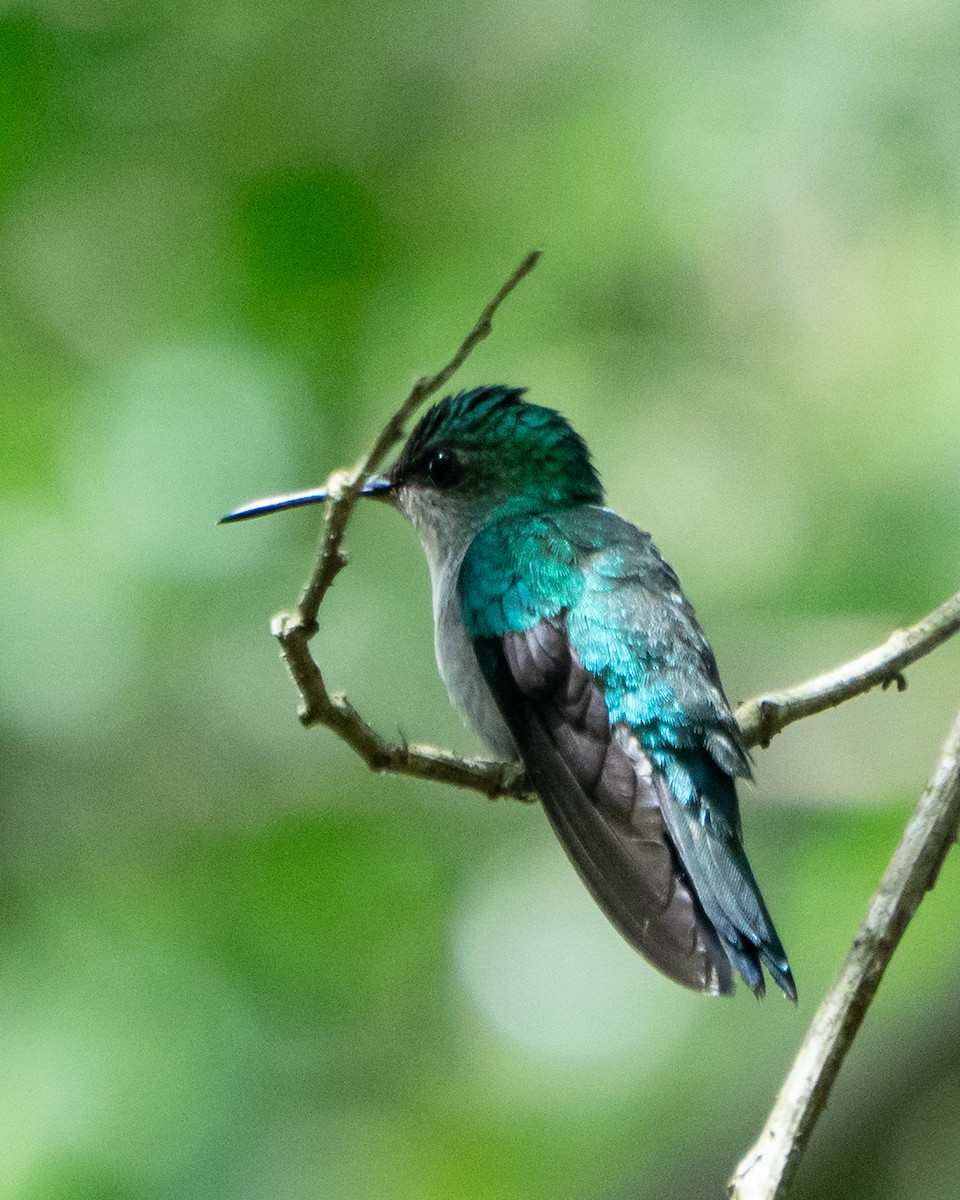 Violet-capped Woodnymph - ML641940726